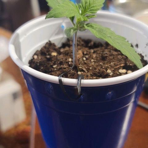 Bruce Banner Auto growlog photo: 2 of the 3 plants displayed a severe lean to one side, but leaves continued to look healthy.

Used plant ties on one side to help hold them upright. 