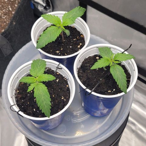 Bruce Banner Auto growlog timeline photo