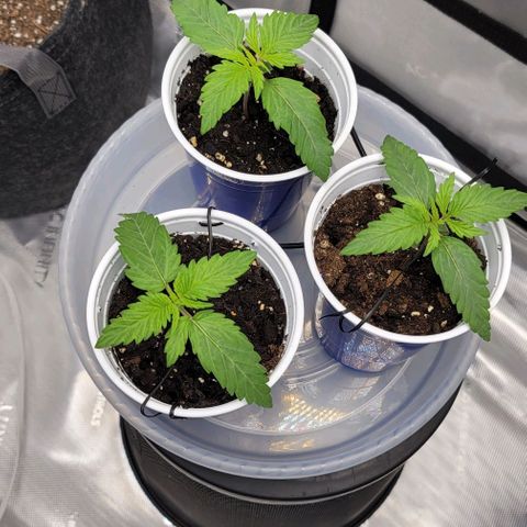 Bruce Banner Auto growlog timeline photo
