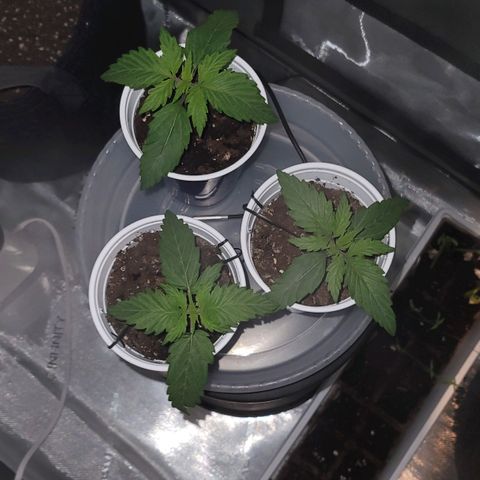 Bruce Banner Auto growlog photo: This is the color without led grow lights on. 