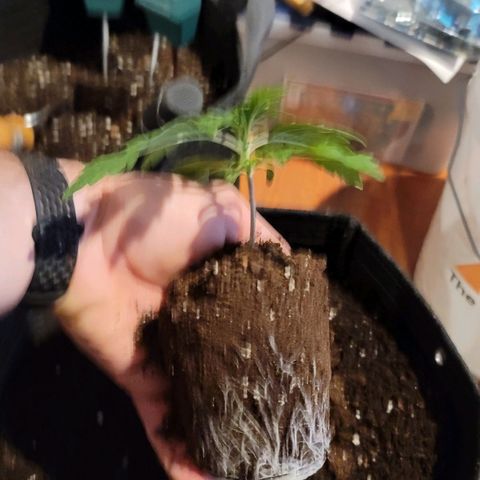 Bruce Banner Auto growlog photo: Transplant Day to 5 gal fabric pots. 
