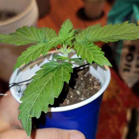 Bruce Banner Auto growlog photo: Transplant Day to 5 gal fabric pots. 