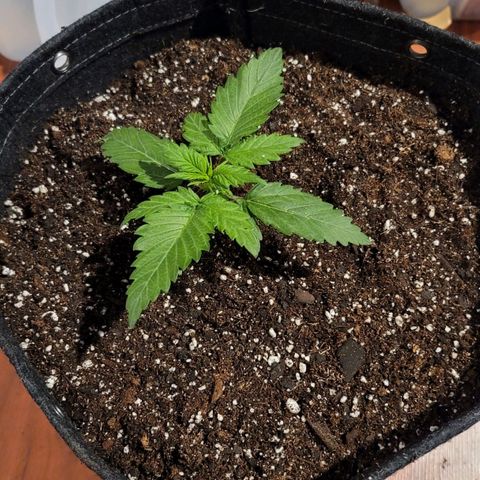 Bruce Banner Auto growlog photo: Transplant Day to 5 gal fabric pots. 