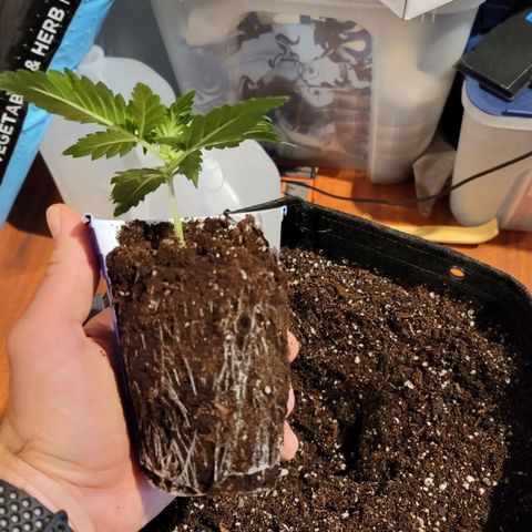 Bruce Banner Auto growlog photo: Transplant Day to 5 gal fabric pots. 