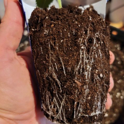 Bruce Banner Auto growlog photo: Transplant Day to 5 gal fabric pots. 