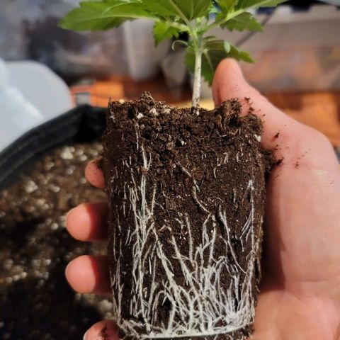 Bruce Banner Auto growlog photo: Transplant Day to 5 gal fabric pots. 