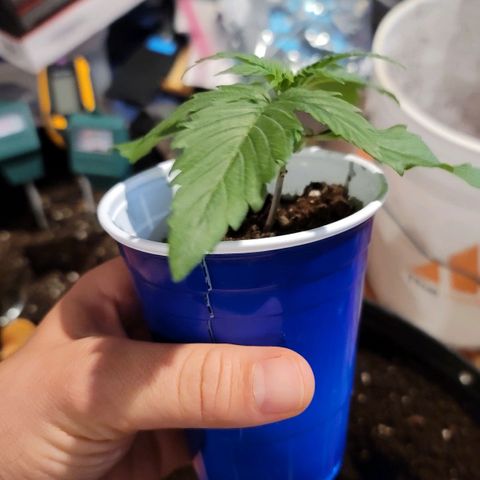 Bruce Banner Auto growlog photo: Transplant Day to 5 gal fabric pots. 