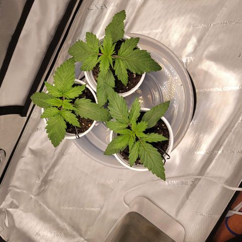 Bruce Banner Auto growlog photo: Transplant Day to 5 gal fabric pots. 