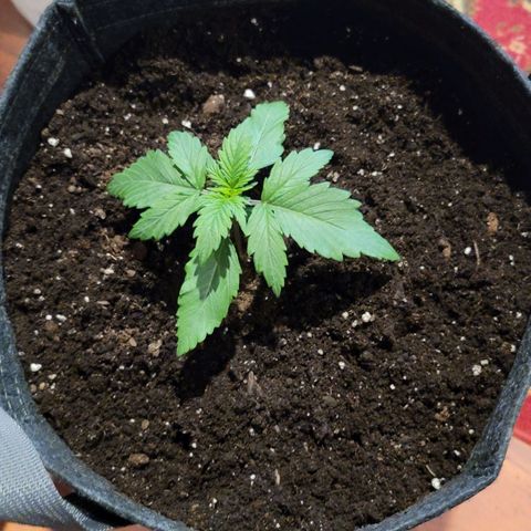 Bruce Banner Auto growlog photo: Transplant Day to 5 gal fabric pots. 