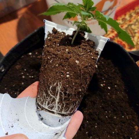 Bruce Banner Auto growlog photo: Transplant Day to 5 gal fabric pots. 