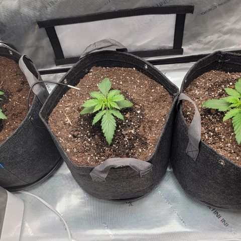 Bruce Banner Auto growlog timeline photo