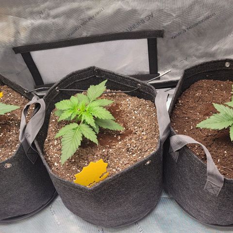 Bruce Banner Auto growlog timeline photo