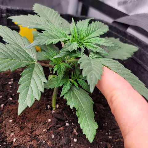 Bruce Banner Auto growlog photo: Moved the Happy Frog Pot to the center of the tent. 