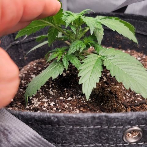 Bruce Banner Auto growlog photo: Moved the Happy Frog Pot to the center of the tent. 