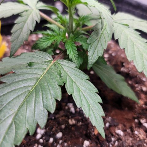 Bruce Banner Auto growlog photo: Moved the Happy Frog Pot to the center of the tent. 