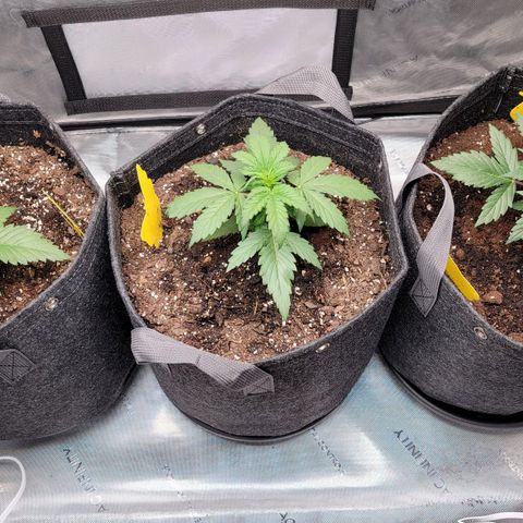 Bruce Banner Auto growlog photo: Moved the Happy Frog Pot to the center of the tent. 