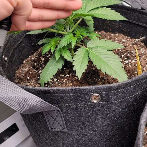 Bruce Banner Auto growlog photo: Vertical growth appears to be picking up and main stem looks vigorous
