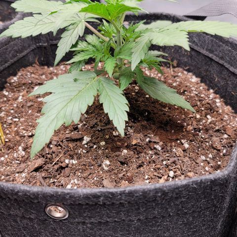 Bruce Banner Auto growlog photo: Vertical growth appears to be picking up and main stem looks vigorous
