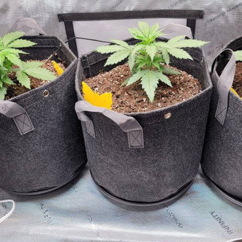 Bruce Banner Auto growlog timeline photo