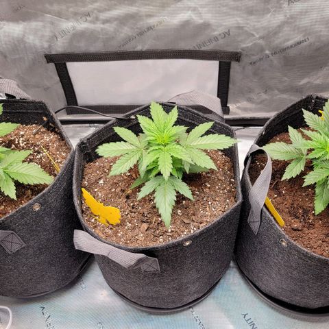 Bruce Banner Auto growlog photo: Vertical growth appears to be picking up and main stem looks vigorous
