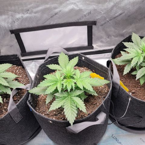 Bruce Banner Auto growlog photo: Started experimenting with lst on the happy frog and ocean forest ladies. I left promix lady alone to grow naturally, for now. 