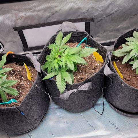 Bruce Banner Auto growlog photo: Started experimenting with lst on the happy frog and ocean forest ladies. I left promix lady alone to grow naturally, for now. 