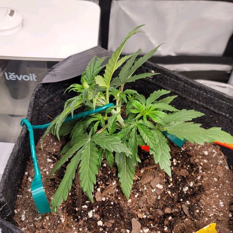 Bruce Banner Auto growlog photo: Started experimenting with lst on the happy frog and ocean forest ladies. I left promix lady alone to grow naturally, for now. 