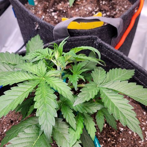 Bruce Banner Auto growlog photo: Started experimenting with lst on the happy frog and ocean forest ladies. I left promix lady alone to grow naturally, for now. 