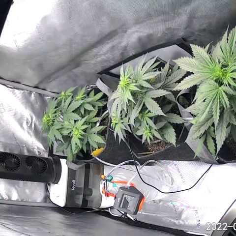 Bruce Banner Auto growlog timeline photo