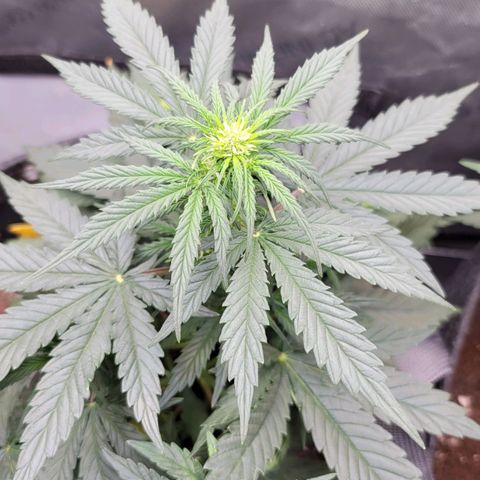 Bruce Banner Auto growlog photo: Returned home from vaca and watered my ladies. Gave a light dose of calmag to OF and HF pots, and some biobizz nutes to the promix pot. 