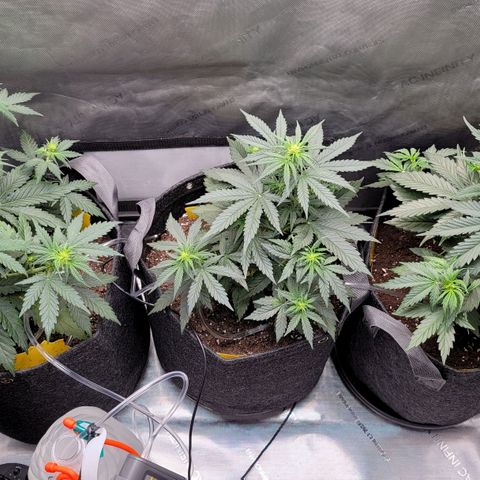 Bruce Banner Auto growlog photo: Returned home from vaca and watered my ladies. Gave a light dose of calmag to OF and HF pots, and some biobizz nutes to the promix pot. 