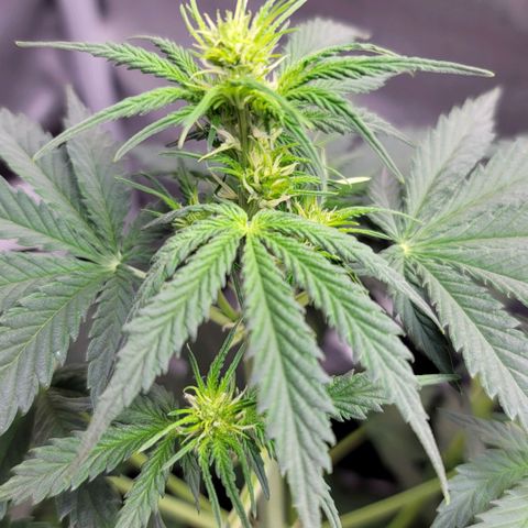 Bruce Banner Auto growlog photo: Returned home from vaca and watered my ladies. Gave a light dose of calmag to OF and HF pots, and some biobizz nutes to the promix pot. 