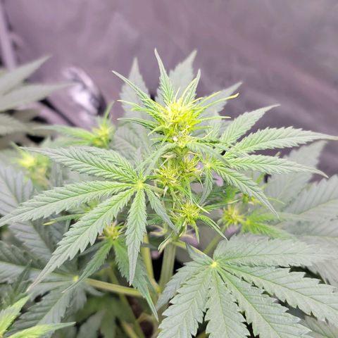 Bruce Banner Auto growlog photo: Returned home from vaca and watered my ladies. Gave a light dose of calmag to OF and HF pots, and some biobizz nutes to the promix pot. 