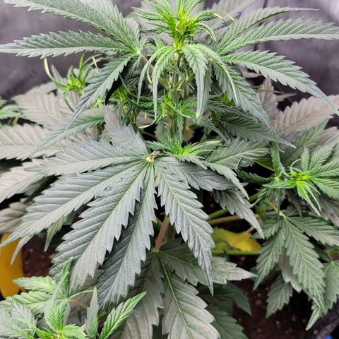 Bruce Banner Auto growlog photo: Returned home from vaca and watered my ladies. Gave a light dose of calmag to OF and HF pots, and some biobizz nutes to the promix pot. 