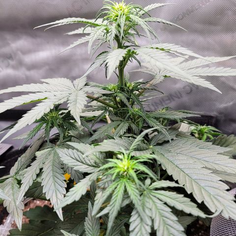Bruce Banner Auto growlog photo: Returned home from vaca and watered my ladies. Gave a light dose of calmag to OF and HF pots, and some biobizz nutes to the promix pot. 
