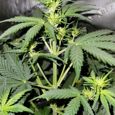 Bruce Banner Auto growlog photo: Returned home from vaca and watered my ladies. Gave a light dose of calmag to OF and HF pots, and some biobizz nutes to the promix pot. 