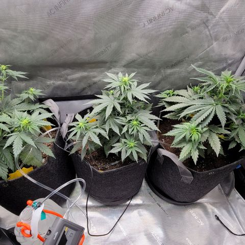 Bruce Banner Auto growlog photo: Returned home from vaca and watered my ladies. Gave a light dose of calmag to OF and HF pots, and some biobizz nutes to the promix pot. 