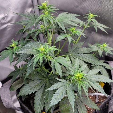 Bruce Banner Auto growlog photo: Returned home from vaca and watered my ladies. Gave a light dose of calmag to OF and HF pots, and some biobizz nutes to the promix pot. 