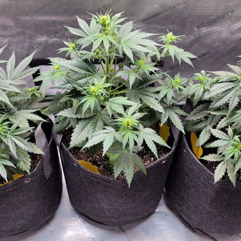 Bruce Banner Auto growlog timeline photo
