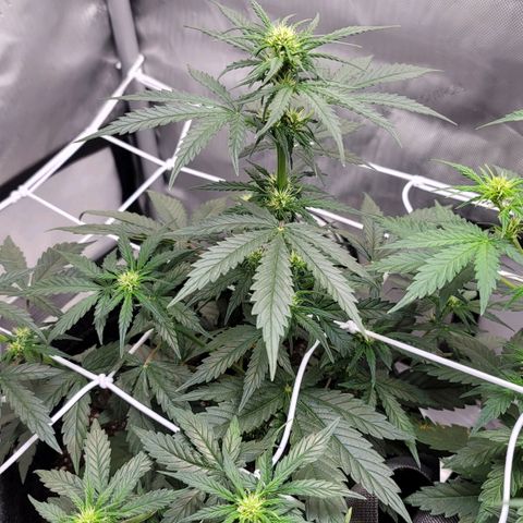 Bruce Banner Auto growlog photo: Last pot using promix started to flower 