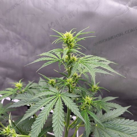 Bruce Banner Auto growlog photo: Last pot using promix started to flower 