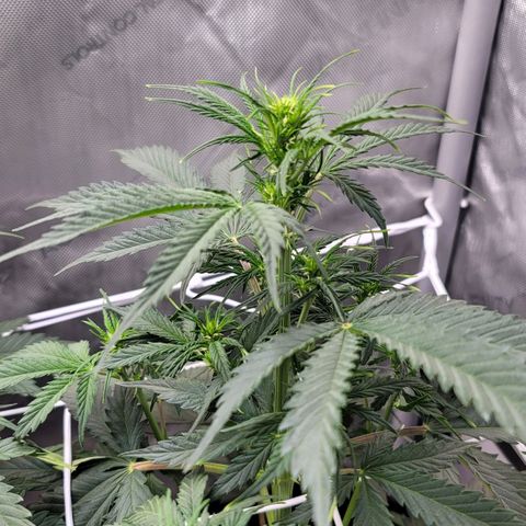 Bruce Banner Auto growlog photo: Last pot using promix started to flower 