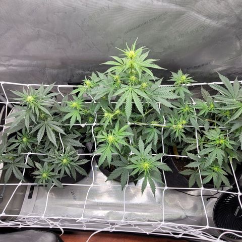 Bruce Banner Auto growlog photo: Last pot using promix started to flower 