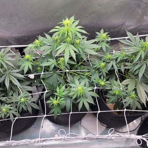 Bruce Banner Auto growlog timeline photo