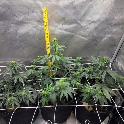 Bruce Banner Auto growlog timeline photo