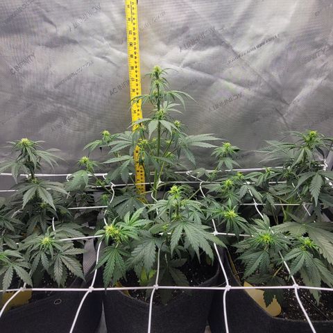 Bruce Banner Auto growlog timeline photo