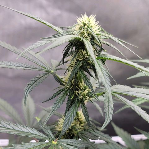 Bruce Banner Auto growlog timeline photo