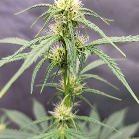 Bruce Banner Auto growlog timeline photo