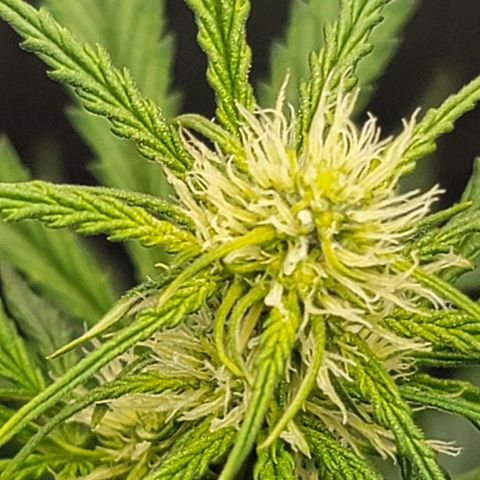 Bruce Banner Auto growlog timeline photo