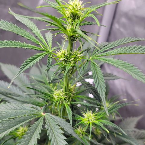 Bruce Banner Auto growlog timeline photo